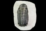 Crotalocephalina Trilobite - Beautiful Shell Quality #75461-1